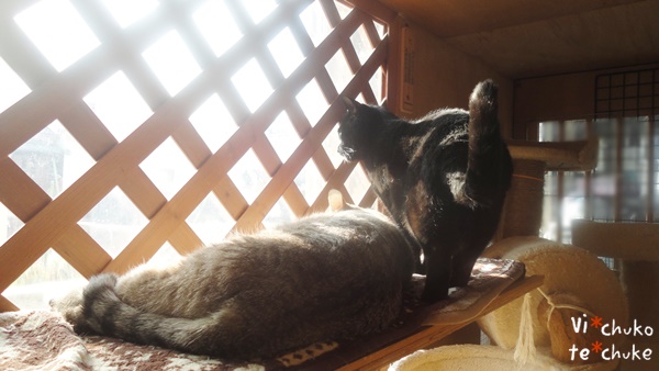 f:id:nyan-chuke:20190204221314j:plain f:id:nyan-chuke:20190204221314j:plain
