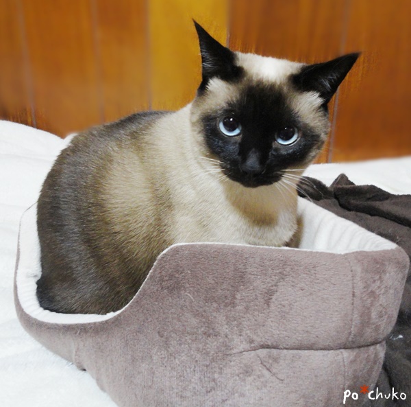 f:id:nyan-chuke:20190204221443j:plain f:id:nyan-chuke:20190204221443j:plain