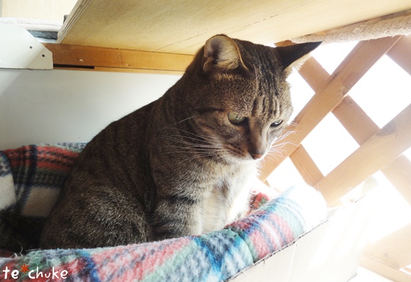f:id:nyan-chuke:20190204221505j:plain f:id:nyan-chuke:20190204221505j:plain
