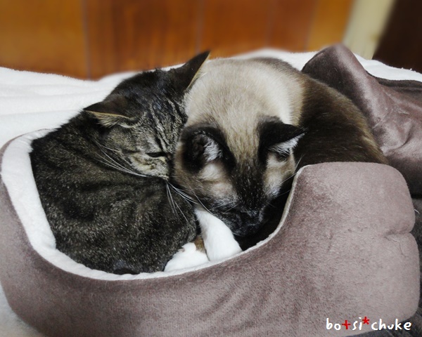 f:id:nyan-chuke:20190204222109j:plain f:id:nyan-chuke:20190204222109j:plain