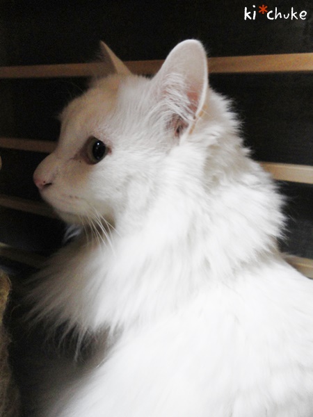 f:id:nyan-chuke:20190204222242j:plain f:id:nyan-chuke:20190204222242j:plain