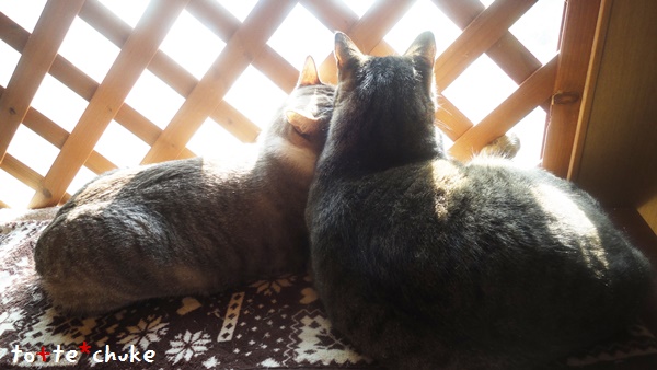 f:id:nyan-chuke:20190205213318j:plain f:id:nyan-chuke:20190205213318j:plain