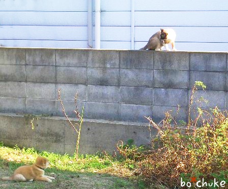 f:id:nyan-chuke:20190206122012j:plain f:id:nyan-chuke:20190206122012j:plain