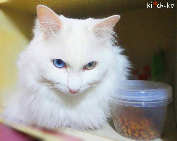 f:id:nyan-chuke:20190206210525j:plain f:id:nyan-chuke:20190206210525j:plain