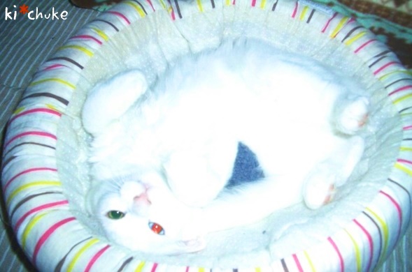 f:id:nyan-chuke:20190206225350j:plain f:id:nyan-chuke:20190206225350j:plain