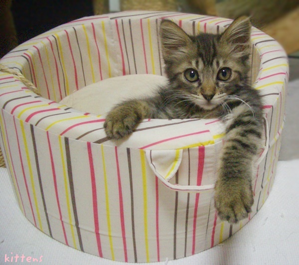f:id:nyan-chuke:20190207212608j:plain f:id:nyan-chuke:20190207212608j:plain