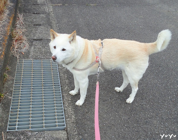 f:id:nyan-chuke:20190209204347j:plain f:id:nyan-chuke:20190209204347j:plain