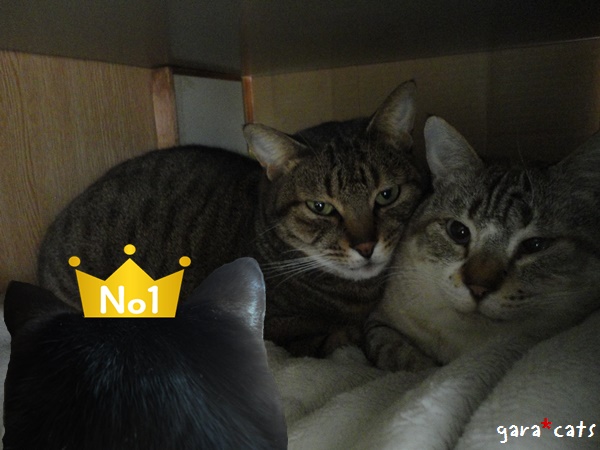 f:id:nyan-chuke:20190210195649j:plain f:id:nyan-chuke:20190210195649j:plain