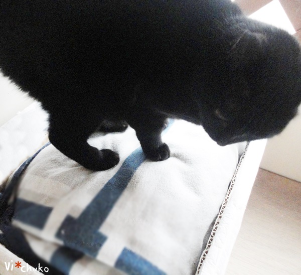 f:id:nyan-chuke:20190211113032j:plain f:id:nyan-chuke:20190211113032j:plain