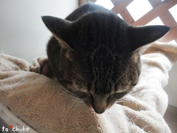 f:id:nyan-chuke:20190211114538j:plain f:id:nyan-chuke:20190211114538j:plain