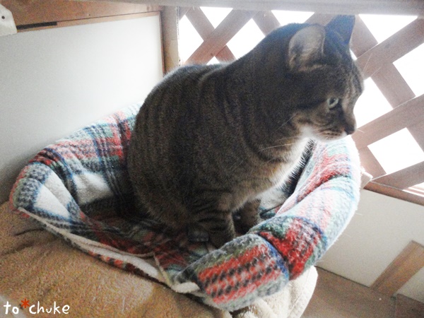 f:id:nyan-chuke:20190211115006j:plain f:id:nyan-chuke:20190211115006j:plain