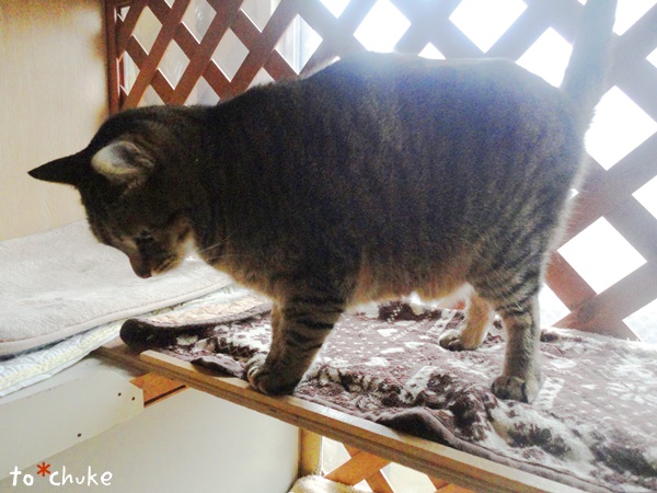 f:id:nyan-chuke:20190211115022j:plain f:id:nyan-chuke:20190211115022j:plain