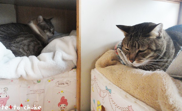 f:id:nyan-chuke:20190211115411j:plain f:id:nyan-chuke:20190211115411j:plain