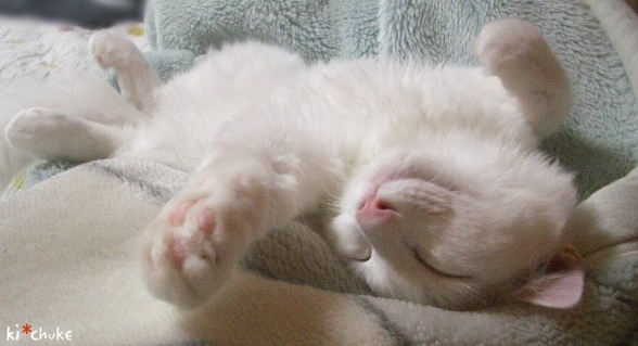 f:id:nyan-chuke:20190212134058j:plain f:id:nyan-chuke:20190212134058j:plain
