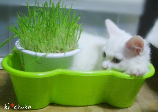 f:id:nyan-chuke:20190212135526j:plain f:id:nyan-chuke:20190212135526j:plain