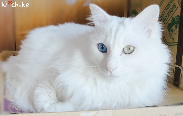f:id:nyan-chuke:20190212204845j:plain f:id:nyan-chuke:20190212204845j:plain