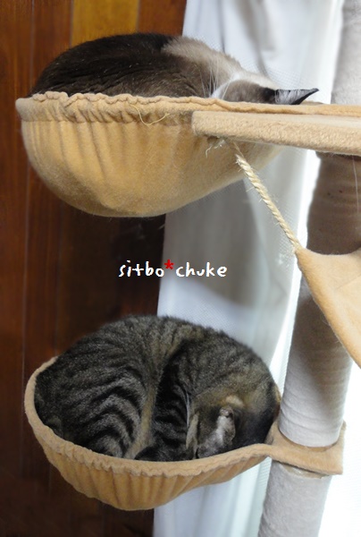 f:id:nyan-chuke:20190213130909j:plain f:id:nyan-chuke:20190213130909j:plain