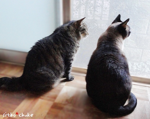 f:id:nyan-chuke:20190213165710j:plain f:id:nyan-chuke:20190213165710j:plain