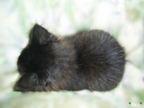 f:id:nyan-chuke:20190214190307j:plain f:id:nyan-chuke:20190214190307j:plain