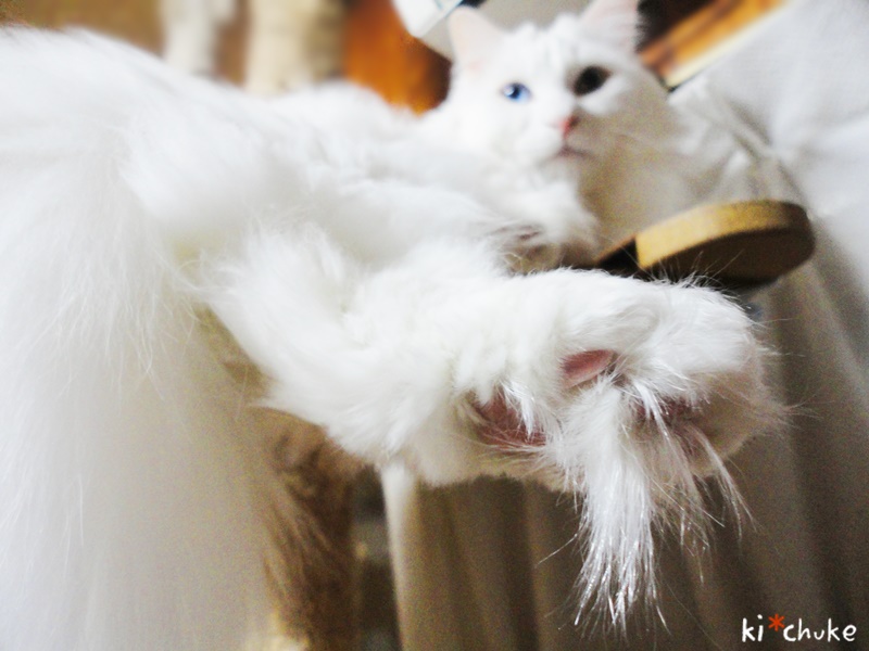 f:id:nyan-chuke:20190214202509j:plain f:id:nyan-chuke:20190214202509j:plain