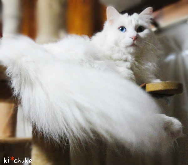 f:id:nyan-chuke:20190214204154j:plain f:id:nyan-chuke:20190214204154j:plain