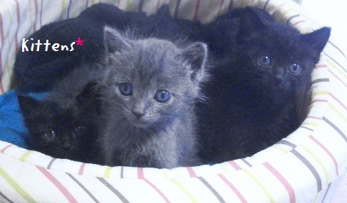 f:id:nyan-chuke:20190216205037j:plain f:id:nyan-chuke:20190216205037j:plain