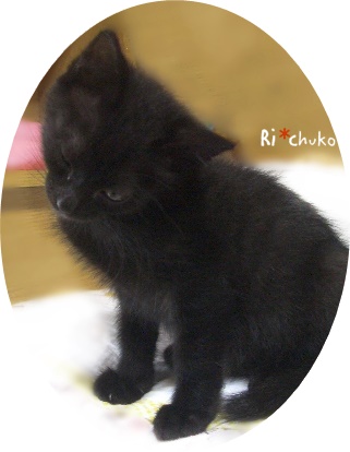 f:id:nyan-chuke:20190216212814j:plain f:id:nyan-chuke:20190216212814j:plain