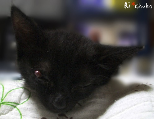 f:id:nyan-chuke:20190216215217j:plain f:id:nyan-chuke:20190216215217j:plain