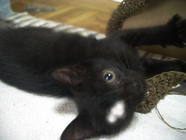f:id:nyan-chuke:20190216221514j:plain f:id:nyan-chuke:20190216221514j:plain