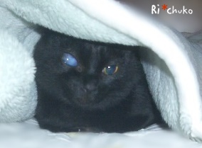 f:id:nyan-chuke:20190217171408j:plain f:id:nyan-chuke:20190217171408j:plain