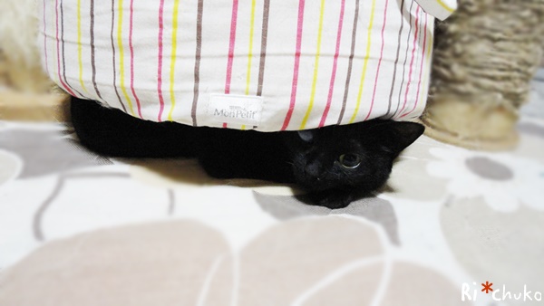 f:id:nyan-chuke:20190218195522j:plain f:id:nyan-chuke:20190218195522j:plain