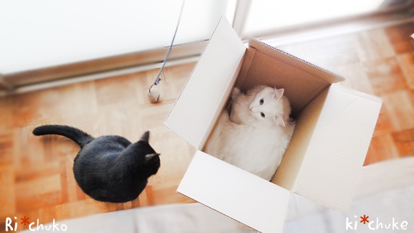 f:id:nyan-chuke:20190218195929j:plain f:id:nyan-chuke:20190218195929j:plain