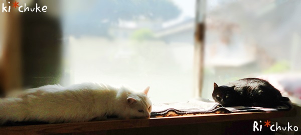 f:id:nyan-chuke:20190218204722j:plain f:id:nyan-chuke:20190218204722j:plain