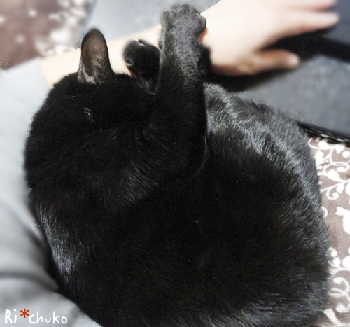 f:id:nyan-chuke:20190218205956j:plain f:id:nyan-chuke:20190218205956j:plain