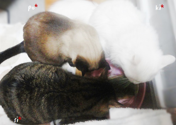 f:id:nyan-chuke:20190220142816j:plain f:id:nyan-chuke:20190220142816j:plain