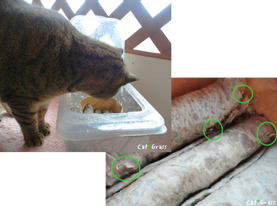 f:id:nyan-chuke:20190220164819p:plain f:id:nyan-chuke:20190220164819p:plain