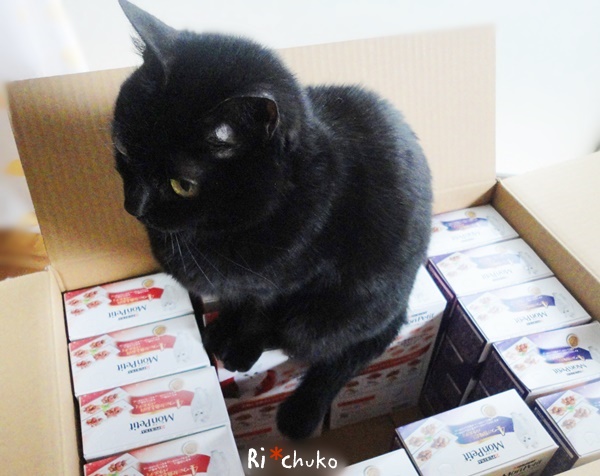 f:id:nyan-chuke:20190222231113j:plain f:id:nyan-chuke:20190222231113j:plain