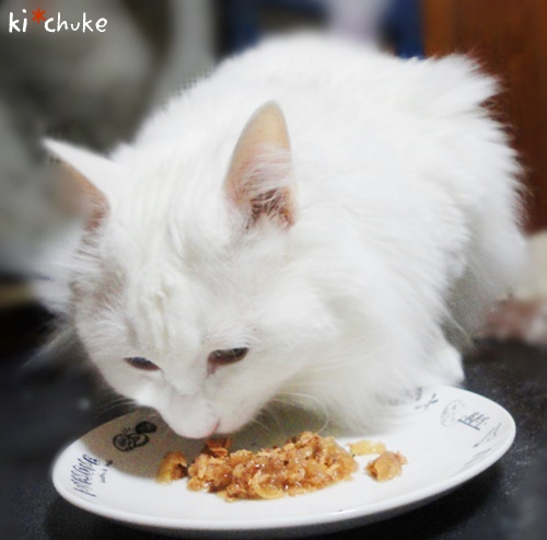 f:id:nyan-chuke:20190222231410j:plain f:id:nyan-chuke:20190222231410j:plain