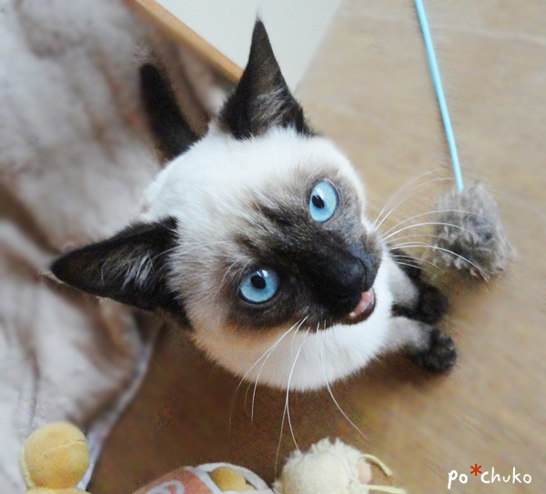 f:id:nyan-chuke:20190224015718j:plain f:id:nyan-chuke:20190224015718j:plain