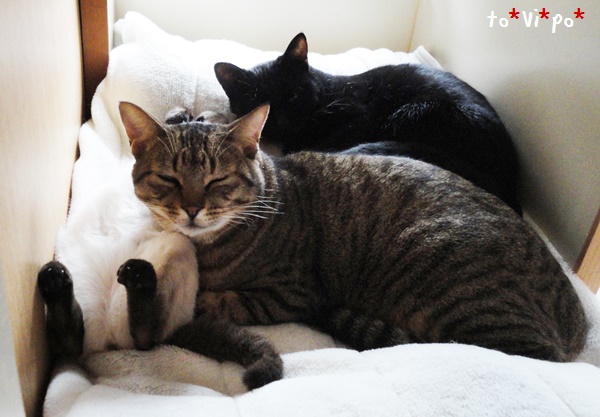 f:id:nyan-chuke:20190224151311j:plain f:id:nyan-chuke:20190224151311j:plain