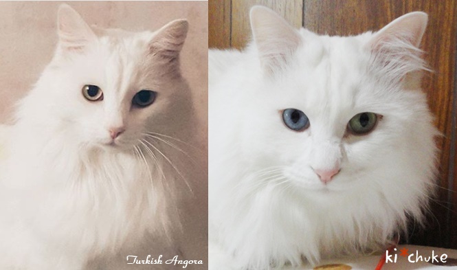 f:id:nyan-chuke:20190225193249j:plain f:id:nyan-chuke:20190225193249j:plain