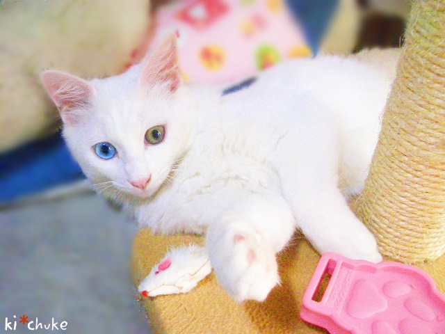 f:id:nyan-chuke:20190226134428j:plain f:id:nyan-chuke:20190226134428j:plain