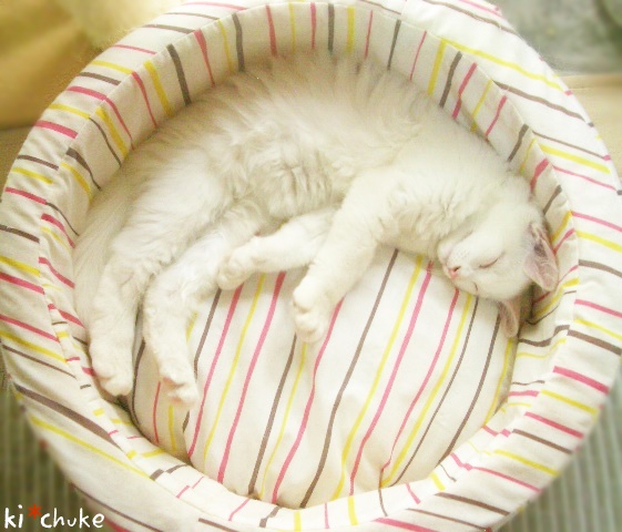 f:id:nyan-chuke:20190226134738j:plain f:id:nyan-chuke:20190226134738j:plain