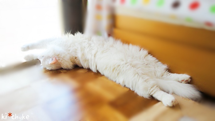 f:id:nyan-chuke:20190226134858j:plain f:id:nyan-chuke:20190226134858j:plain