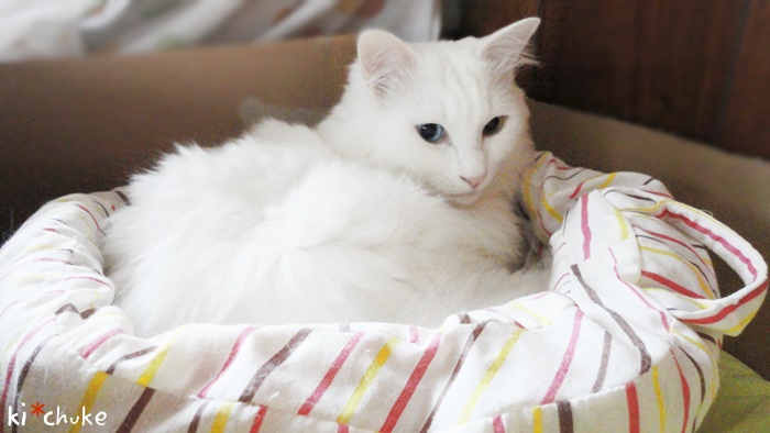 f:id:nyan-chuke:20190226220926j:plain f:id:nyan-chuke:20190226220926j:plain