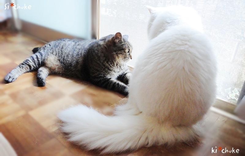 f:id:nyan-chuke:20190226221302j:plain f:id:nyan-chuke:20190226221302j:plain