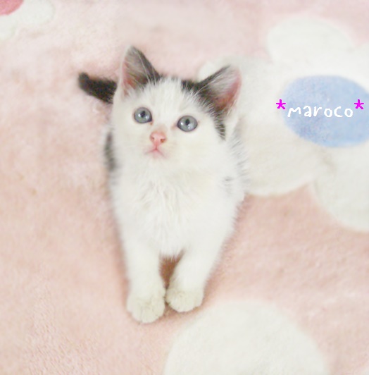 f:id:nyan-chuke:20190228214415j:plain f:id:nyan-chuke:20190228214415j:plain