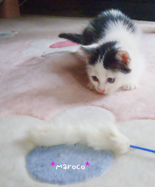 f:id:nyan-chuke:20190228214725j:plain f:id:nyan-chuke:20190228214725j:plain
