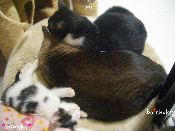 f:id:nyan-chuke:20190228225939j:plain f:id:nyan-chuke:20190228225939j:plain