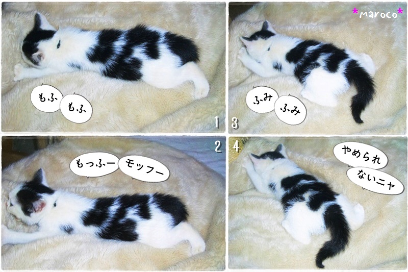 f:id:nyan-chuke:20190301112851j:plain f:id:nyan-chuke:20190301112851j:plain